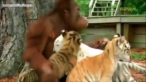Mother Monkey Taking Care of Cute Tiny Tigers