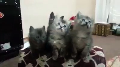 Very Cute Cats Funny Dance